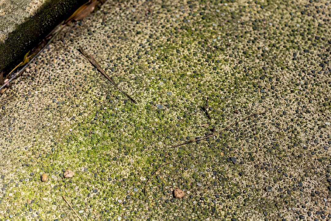 Close-up of algae in textured concrete pores